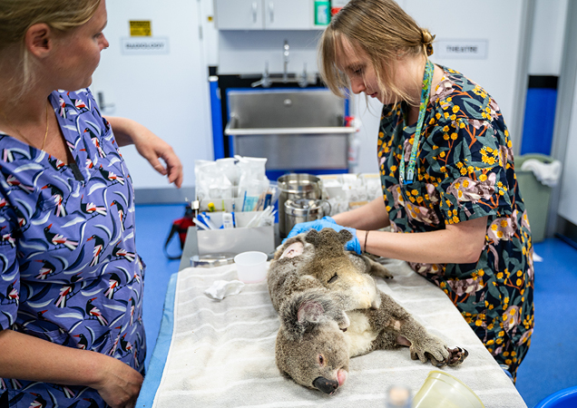Koala Erica receiving treatment at RSPCA Wildlife Hospital.